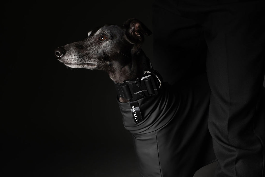 Bastards lance des accessoires pour chiens de plus en plus sophistiqués